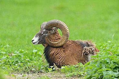 《街头霸王6》Steam国区永降 标准版下调50元